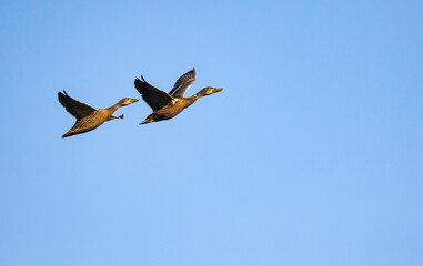 mallard ducks in flight