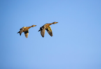mallard ducks in flight