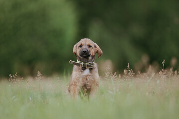 adopted puppy