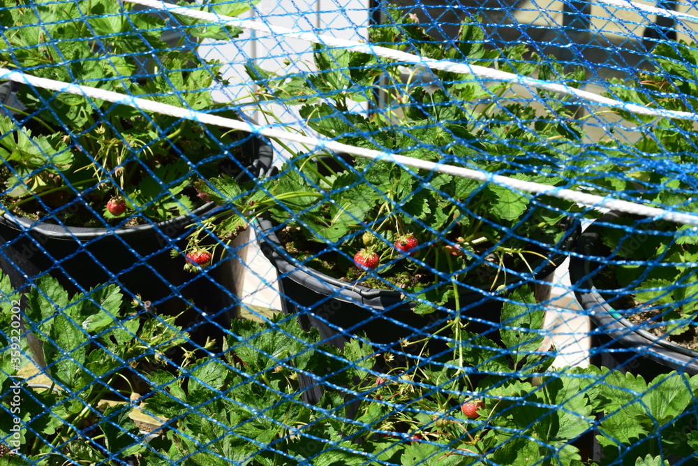 Wall mural frische erdbeeren unter vogelschutznetz