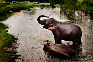 Two Elephants bathing in a river in a scenic location near manas national park, Assam, India.