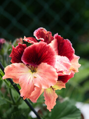 geranium