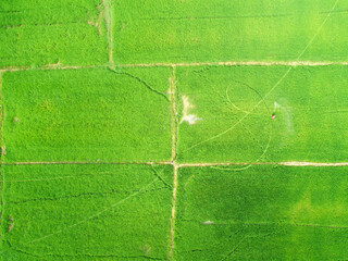 Aerial view of a person wearing red shirt fertilizing rice field