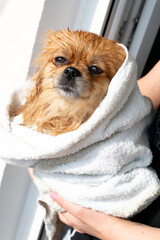 Little dog after a bath wrapped in a towel.
