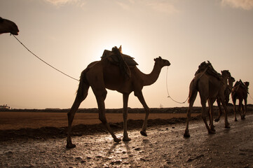 Caravan of camels walking across desert in Danakil Depression at sunrise, bringing salt for sale...