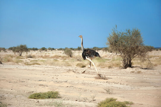 Male common ostrich running through desert plain with dust clouds on the sunny day in Afar region, Danakil Depression, Northern Ethiopia