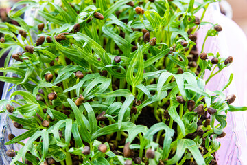 Young Kangkong sprouts grown  in ground