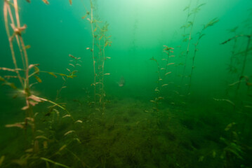 Fototapeta na wymiar Smallmouth Bass swimming in Crandell Lake