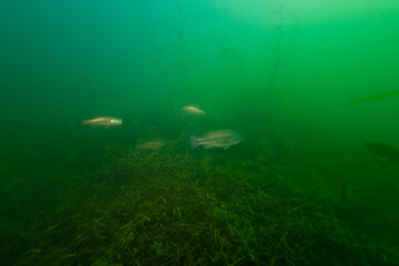 Smallmouth Bass swimming in Crandell Lake