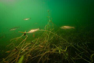 Smallmouth Bass swimming in Crandell Lake