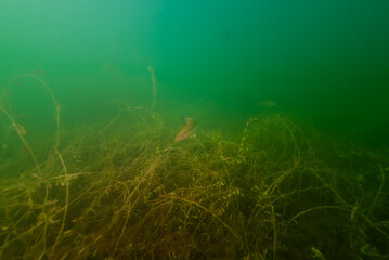 Fototapeta na wymiar Smallmouth Bass swimming in Crandell Lake