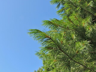 Green coniferous cedar branches on a blue sky background with an empty space for your text.