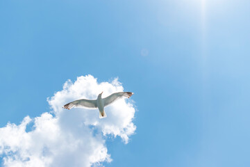 Seagull flying in clear sky at summer day. seagull flying among the clouds