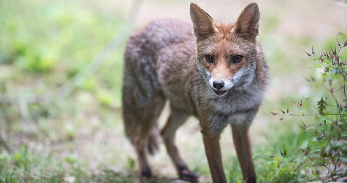 La gr&acirc;ce du renard
