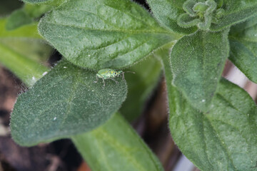 Piękny robaczek na liściach