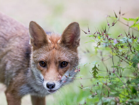 renard du soir