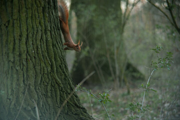 Wiewiórka parkowa strasznie ruda