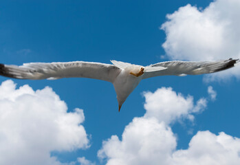 Seagull flying in clear sky at summer day. seagull flying among the clouds