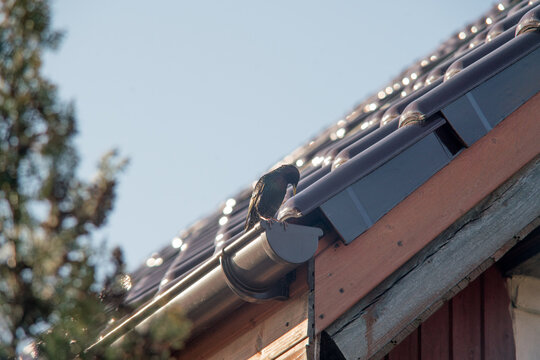 Szpaczek wyjadaczek kmini