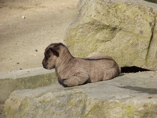 Obraz premium Baby Ziege gerade gebohren baby goat just born