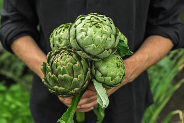 Organic vegetables. Healthy vegan delicacy food. Fresh organic artichoke in farmers hands - obrazy, fototapety, plakaty