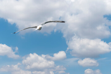 Seagull flying in clear sky at summer day. seagull flying among the clouds