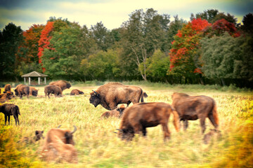 Large horned animals are European bison. © alenalihacheva