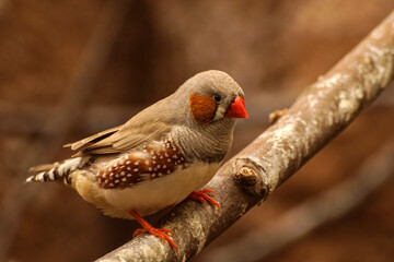 zoo ptaszek  © Robert Borek