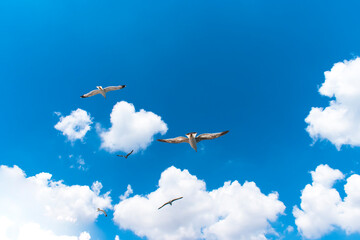 Seagull flying in clear sky at summer day. seagull flying among the clouds