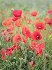 red poppy flowers