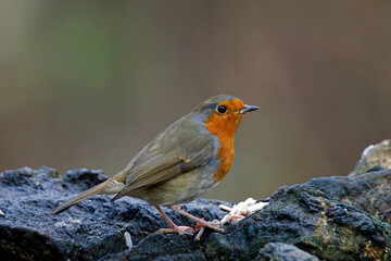 Fototapeta premium Eurasian Robin in the woods