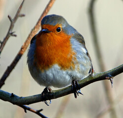 Eurasian Robin in the woods