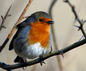 Eurasian Robin in the woods