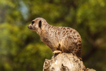 zoo surykatka  © Robert Borek