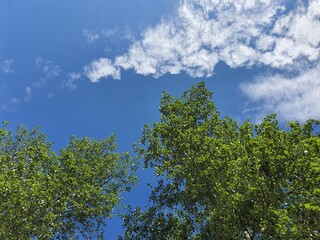 blue sky with light clouds above the tree, view countryside