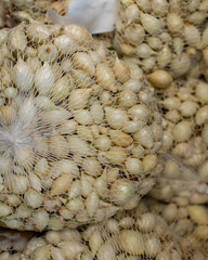 Small flower bulbs for growing in the garden. Seeds in the net, onion sevoc, light white bulb root. Gardening cultivation floriculture spring seed preparation