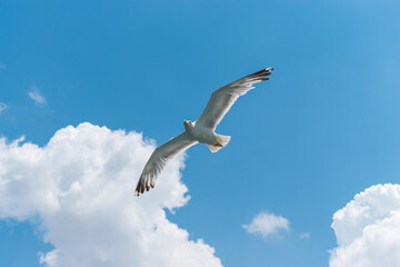 Seagull flying in clear sky at summer day. seagull flying among the clouds