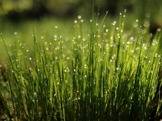 dew on grass