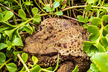 Twilight-active earth toad sneaks outside its hiding place in foraging in the twilight