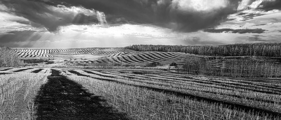 A black and white photo of a canola field burned after it was cut and placed in rows, ribbons of black burned soil flowing across the hilly field.