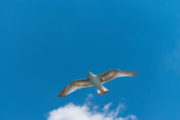 Seagull flying in clear sky at summer day. seagull flying among the clouds