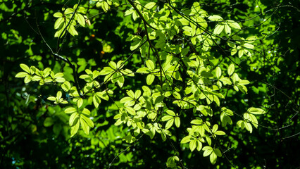 Obraz premium The leaves in the forest where the sunlight shines