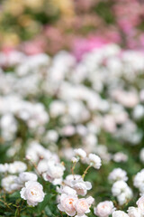 白いバラの咲く風景、世羅高原にて