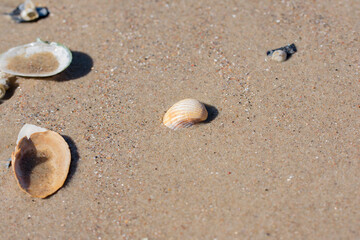 Fototapeta na wymiar An orange and white cockle bivalve seashell in wet beach sand