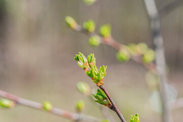 Green spring buds on a tree branch. Young fresh green leaves