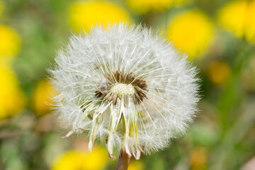 Close up of dandelion with white blowball fluff seeds