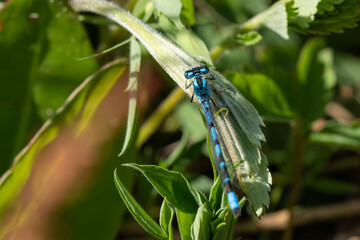Blue damselfly on a leaf.