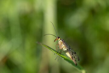 Moth perching on a leaf