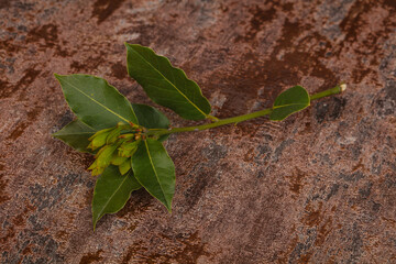 Green young aroma Laurel branch