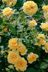 満開の黄色いバラのある風景、世羅高原にて